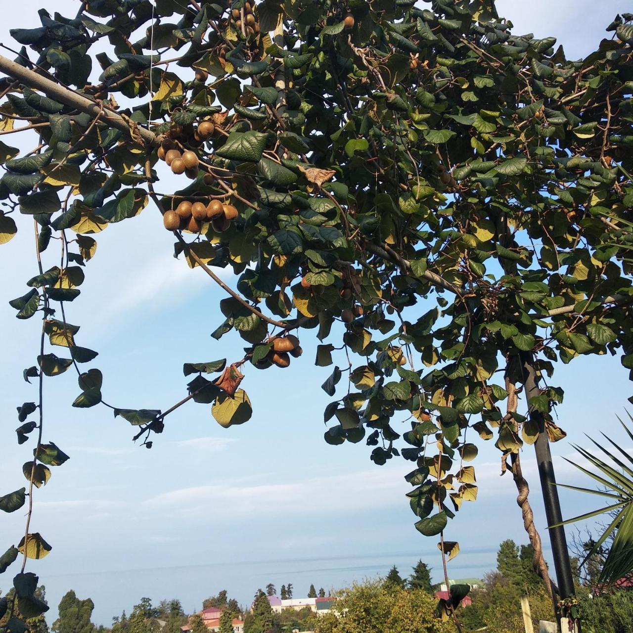 Kemeni Garden Hotel บาทูมิ ภายนอก รูปภาพ